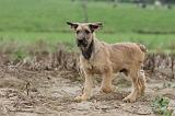 BOUVIER DES ARDENNES 148